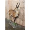 Image 2 : Life-sized BUSHBUCK on a Natural Base