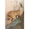Image 3 : Life-sized BUSHBUCK on a Natural Base