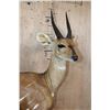 Image 4 : Life-sized BUSHBUCK on a Natural Base