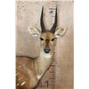 Image 5 : Life-sized BUSHBUCK on a Natural Base