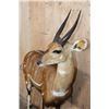 Image 6 : Life-sized BUSHBUCK on a Natural Base