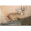 Image 7 : Life-sized BUSHBUCK on a Natural Base