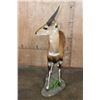 Image 8 : Life-sized BUSHBUCK on a Natural Base