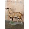 Image 9 : Life-sized BUSHBUCK on a Natural Base
