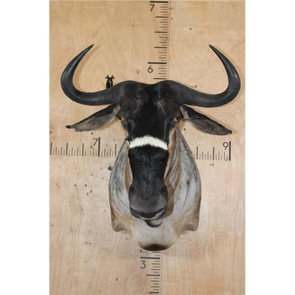 NYASALAND WILDEBEEST Shoulder Mount