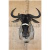 Image 1 : NYASALAND WILDEBEEST Shoulder Mount