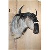 Image 2 : NYASALAND WILDEBEEST Shoulder Mount