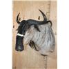 Image 3 : NYASALAND WILDEBEEST Shoulder Mount