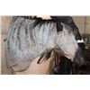 Image 5 : NYASALAND WILDEBEEST Shoulder Mount