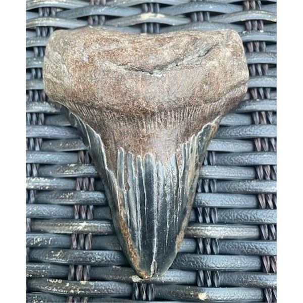 XXL MEGALODON Shark Tooth Fossil Specimen with a *Rare* Red Tint