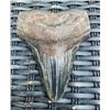 Image 1 : XXL MEGALODON Shark Tooth Fossil Specimen with a *Rare* Red Tint