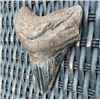 Image 2 : XXL MEGALODON Shark Tooth Fossil Specimen with a *Rare* Red Tint