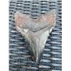 Image 3 : XXL MEGALODON Shark Tooth Fossil Specimen with a *Rare* Red Tint