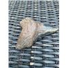 Image 4 : XXL MEGALODON Shark Tooth Fossil Specimen with a *Rare* Red Tint