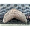 Image 5 : XXL MEGALODON Shark Tooth Fossil Specimen with a *Rare* Red Tint