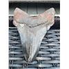 Image 6 : XXL MEGALODON Shark Tooth Fossil Specimen with a *Rare* Red Tint