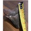 Image 7 : XXL MEGALODON Shark Tooth Fossil Specimen with a *Rare* Red Tint