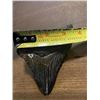 Image 8 : XXL MEGALODON Shark Tooth Fossil Specimen with a *Rare* Red Tint