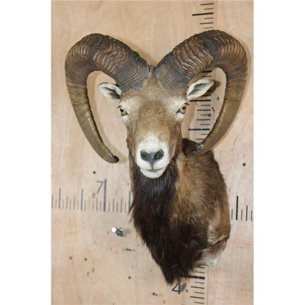 Big RED SHEEP Shoulder Mount