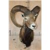 Image 2 : Big RED SHEEP Shoulder Mount