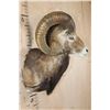 Image 3 : Big RED SHEEP Shoulder Mount