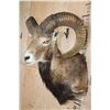 Image 4 : Big RED SHEEP Shoulder Mount