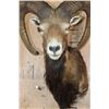 Image 5 : Big RED SHEEP Shoulder Mount