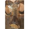 Image 6 : Big RED SHEEP Shoulder Mount