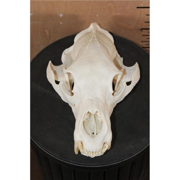 XL BLACK BEAR Skull