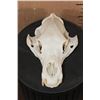 Image 1 : XL BLACK BEAR Skull