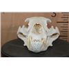 Image 2 : XL BLACK BEAR Skull