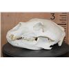 Image 3 : XL BLACK BEAR Skull