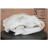 Image 4 : XL BLACK BEAR Skull
