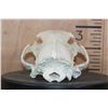 Image 5 : XL BLACK BEAR Skull