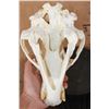 Image 6 : XL BLACK BEAR Skull