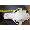 Image 7 : XL BLACK BEAR Skull