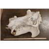 Image 11 : XL HIPPOPOTAMUS Skull and Jaw with Ivory Tusks