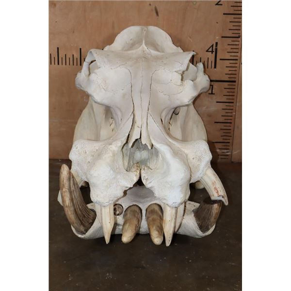 XL HIPPOPOTAMUS Skull and Jaw with Ivory Tusks