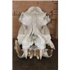 Image 1 : XL HIPPOPOTAMUS Skull and Jaw with Ivory Tusks