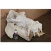Image 2 : XL HIPPOPOTAMUS Skull and Jaw with Ivory Tusks