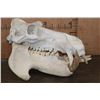 Image 3 : XL HIPPOPOTAMUS Skull and Jaw with Ivory Tusks
