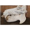 Image 5 : XL HIPPOPOTAMUS Skull and Jaw with Ivory Tusks