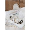 Image 6 : XL HIPPOPOTAMUS Skull and Jaw with Ivory Tusks