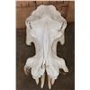 Image 7 : XL HIPPOPOTAMUS Skull and Jaw with Ivory Tusks
