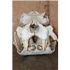 Image 8 : XL HIPPOPOTAMUS Skull and Jaw with Ivory Tusks