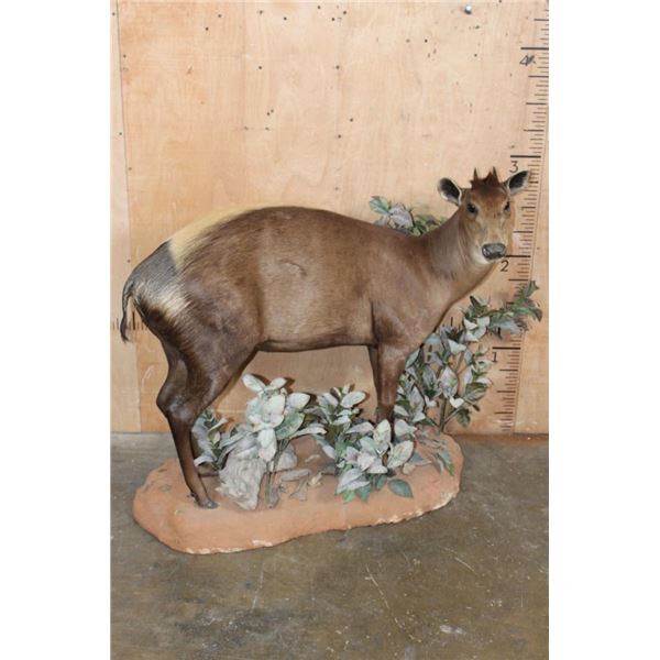 Life-sized YELLOW-BACKED DUIKER on a Decorative Base