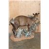Image 1 : Life-sized YELLOW-BACKED DUIKER on a Decorative Base