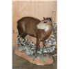 Image 2 : Life-sized YELLOW-BACKED DUIKER on a Decorative Base