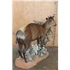 Image 3 : Life-sized YELLOW-BACKED DUIKER on a Decorative Base