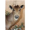 Image 4 : Life-sized YELLOW-BACKED DUIKER on a Decorative Base